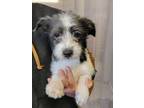 Adopt Jack a Black - with White Schnauzer (Miniature) / Jack Russell Terrier /