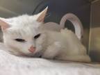 Adopt 2024-05-058 a Domestic Shorthair / Mixed (short coat) cat in Winder