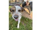 Adopt Tookie a Brown/Chocolate - with White Australian Shepherd / Mixed dog in