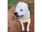 Adopt Diamond a White Labrador Retriever / Australian Shepherd / Mixed dog in