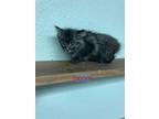 Adopt Eeyore a Gray, Blue or Silver Tabby Domestic Longhair (long coat) cat in