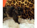 Adopt Smores a Calico or Dilute Calico Calico (medium coat) cat in Spring