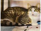 Adopt Squeaky a Brown Tabby Domestic Shorthair (short coat) cat in Manahawkin