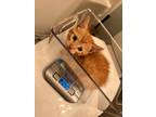 Adopt Lucy a Orange or Red Tabby Domestic Shorthair / Mixed (short coat) cat in