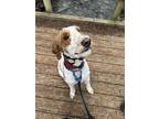 Adopt Archer a White - with Red, Golden, Orange or Chestnut Poodle (Standard) /