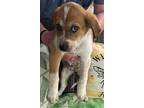 Adopt Dottie a Brown/Chocolate - with White Australian Shepherd / Mixed dog in
