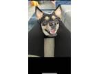 Adopt Ferdinand a Black - with Tan, Yellow or Fawn German Shepherd Dog /