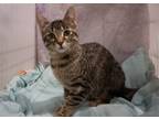 Adopt Reese a Brown Tabby Domestic Shorthair / Mixed (short coat) cat in