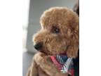Adopt Jewel a Brown/Chocolate Goldendoodle / Mixed dog in Lafayette