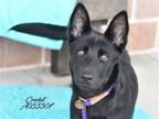 Adopt Cricket a Black - with White German Shepherd Dog / Mixed dog in Spring