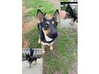 Adopt Coco Beth a Black - with Tan, Yellow or Fawn German Shepherd Dog / Mixed