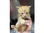 Adopt Wallace a Orange or Red Domestic Shorthair / Mixed Breed (Medium) / Mixed