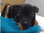Adopt Cedric a Black Mixed Breed (Medium) / Mixed dog in Farmington