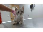 Adopt Baroness a White Domestic Shorthair / Domestic Shorthair / Mixed cat in