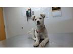 Adopt Joey a White Mixed Breed (Medium) / Mixed dog in Farmington, NM (41460386)