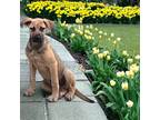 Adopt Charlie a Tan/Yellow/Fawn German Shepherd Dog / Boxer / Mixed dog in