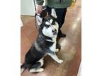 Adopt Tigger a Black Husky / Mixed dog in shelbyville, KY (41460314)