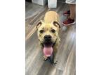 Adopt Lil Bit a Tan/Yellow/Fawn Mixed Breed (Small) / Mixed Breed (Medium) /