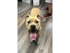 Adopt Lil Bit a Tan/Yellow/Fawn Mixed Breed (Large) / Mixed dog in