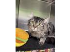 Adopt Ketchup a Brown Tabby Domestic Longhair / Mixed Breed (Medium) / Mixed