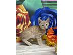 Adopt Austin a Orange or Red Domestic Shorthair / Domestic Shorthair / Mixed cat