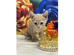 Adopt Cheez it a Orange or Red Domestic Shorthair / Domestic Shorthair / Mixed