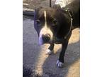 Adopt Zahari a Black - with White American Staffordshire Terrier / Mixed dog in