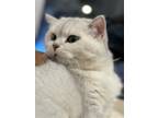 Adopt Xue a White (Mostly) British Shorthair / Mixed (short coat) cat in New