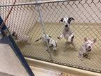 Adopt Claudett OT1 5-14-24 a White American Pit Bull Terrier / Mixed dog in San