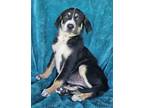 Adopt Jezebel a Black Great Pyrenees / Mixed dog in Longview, TX (41446529)