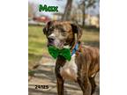 Adopt Max - $25 Adoption Fee Special a Brindle Boxer / Hound (Unknown Type) /