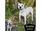 Adopt Scottie a White Hound (Unknown Type) / Mixed dog in Oak Ridge