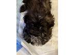 Adopt Shih Tzu - Magic a Shih Tzu