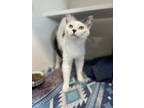 Adopt Elodie a White Domestic Shorthair / Mixed Breed (Medium) / Mixed (short