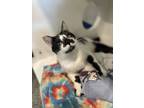 Adopt Jackson a All Black Domestic Shorthair / Domestic Shorthair / Mixed cat in