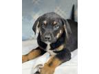 Adopt Clint a Black Doberman Pinscher / Mixed dog in Espanola, NM (41459673)