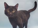 Adopt Riley a All Black Domestic Shorthair / Mixed cat in Coon Rapids