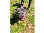 Adopt Ace a Pit Bull Terrier