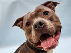 Adopt Bo a Gray/Blue/Silver/Salt & Pepper American Pit Bull Terrier / Mixed dog