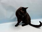 Adopt Fargo a All Black Domestic Shorthair / Domestic Shorthair / Mixed cat in