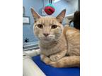Adopt Beethoven a Tan or Fawn Domestic Shorthair / Domestic Shorthair / Mixed