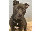 Adopt Dodge a Brown/Chocolate American Pit Bull Terrier / Mixed Breed (Medium) /