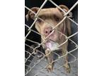 Adopt Stella a Tan/Yellow/Fawn American Pit Bull Terrier / Mixed Breed (Medium)