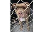 Adopt Stella a Tan/Yellow/Fawn American Pit Bull Terrier / Mixed dog in