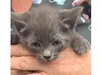 Adopt 655903 a Gray or Blue Domestic Shorthair / Domestic Shorthair / Mixed cat