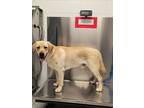 Adopt Fisher a Tan/Yellow/Fawn Labrador Retriever / Mixed dog in Jacksonville