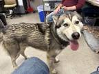 Adopt Moose a White Husky / Mixed dog in Kokomo, IN (41460274)