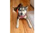 Adopt Meeko - Available in Foster a Siberian Husky, Mixed Breed