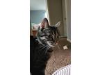 Adopt Peanut a Tiger Striped Tabby / Mixed (short coat) cat in Webster
