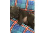Adopt Halo a Black Cane Corso / American Pit Bull Terrier / Mixed dog in Little